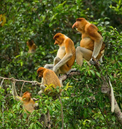 Family of proboscis monkeys sitting in a tree in the jungle. Indonesia. The island of Borneo (Kalimantan). An excellent illustration.