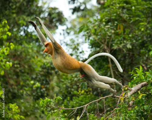 Photography The proboscis monkey is jumping from tree to tree in the jungle