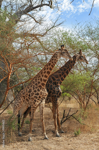 Girafe - Réserve de Bandia