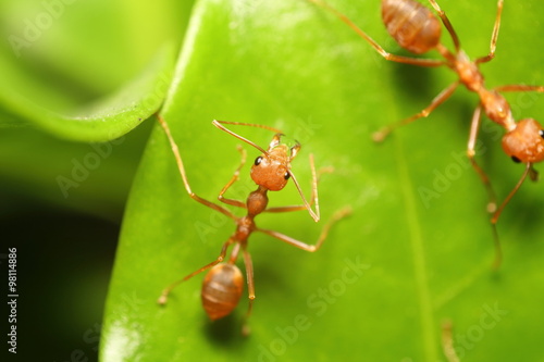 Small red ant working on tree