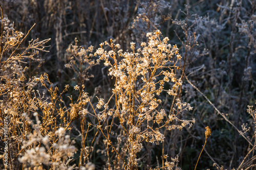 Frost on the grass in the early morning photo