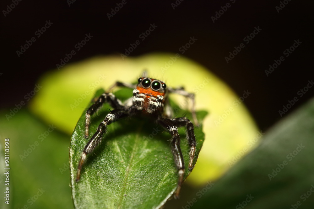 Fototapeta premium Small jump spider
