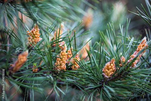 Scots pine branches with yellow male cones