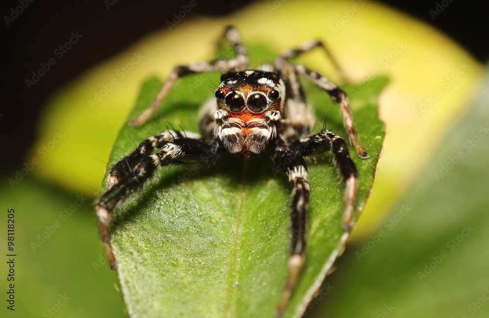 Small jump spider Small jump spider