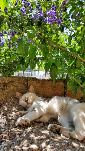 A cat sleeping in the garden © v3ga79