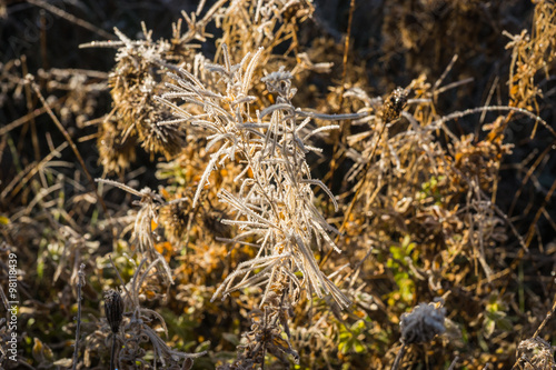 Frost on the grass in the early morning photo