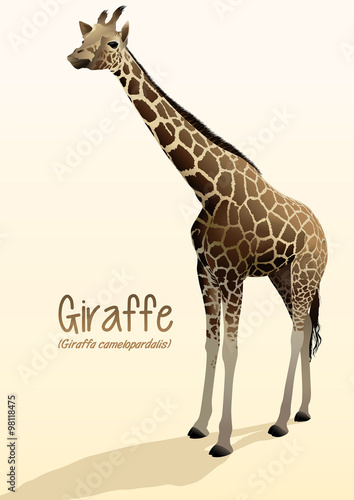 Realistic giraffe illustration standing with shadow