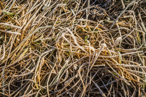 Frost on the grass in the early morning photo