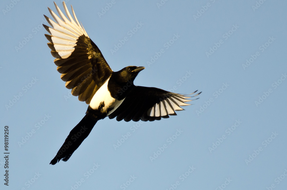 Naklejka premium Black-Billed Magpie Flying in a Blue Sky