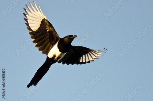 Photo Black-Billed Magpie Flying in a Blue Sky
