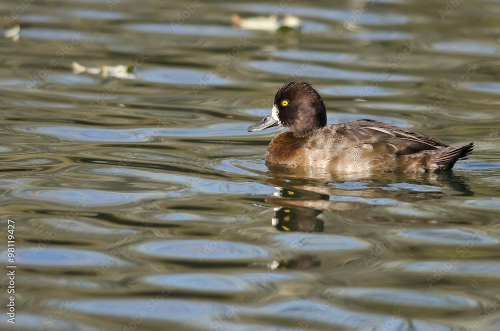 Female Scaup Duck Swimming in the Still Pond Waters Female Scaup Duck Swimming in the Still Pond Waters