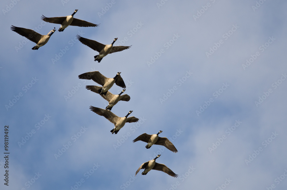 Flock of Canada Geese Flying in a Blue Sky Flock of Canada Geese Flying in a Blue Sky