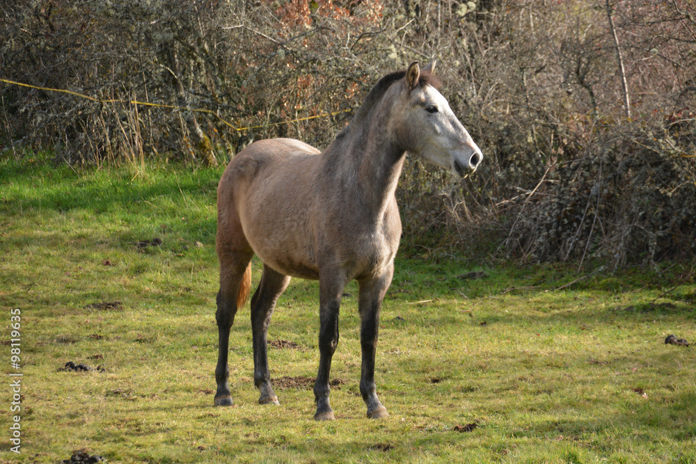 caballo pastando en un prado verde