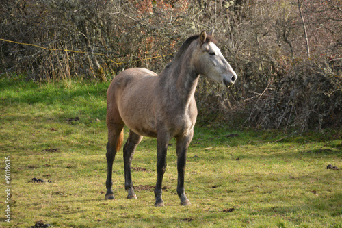 caballo pastando en un prado verde © uzkiland
