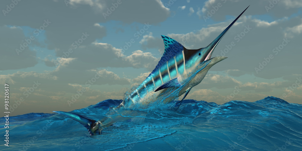 Blue Marlin Burst -The Blue Marlin is a predator and is a favorite game