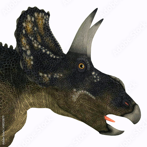 Nedoceratops Dinosaur Head - Nedoceratops is a herbivorous ceratopsian dinosaur that lived in the Cretaceous Period of Wyoming, North America. photo