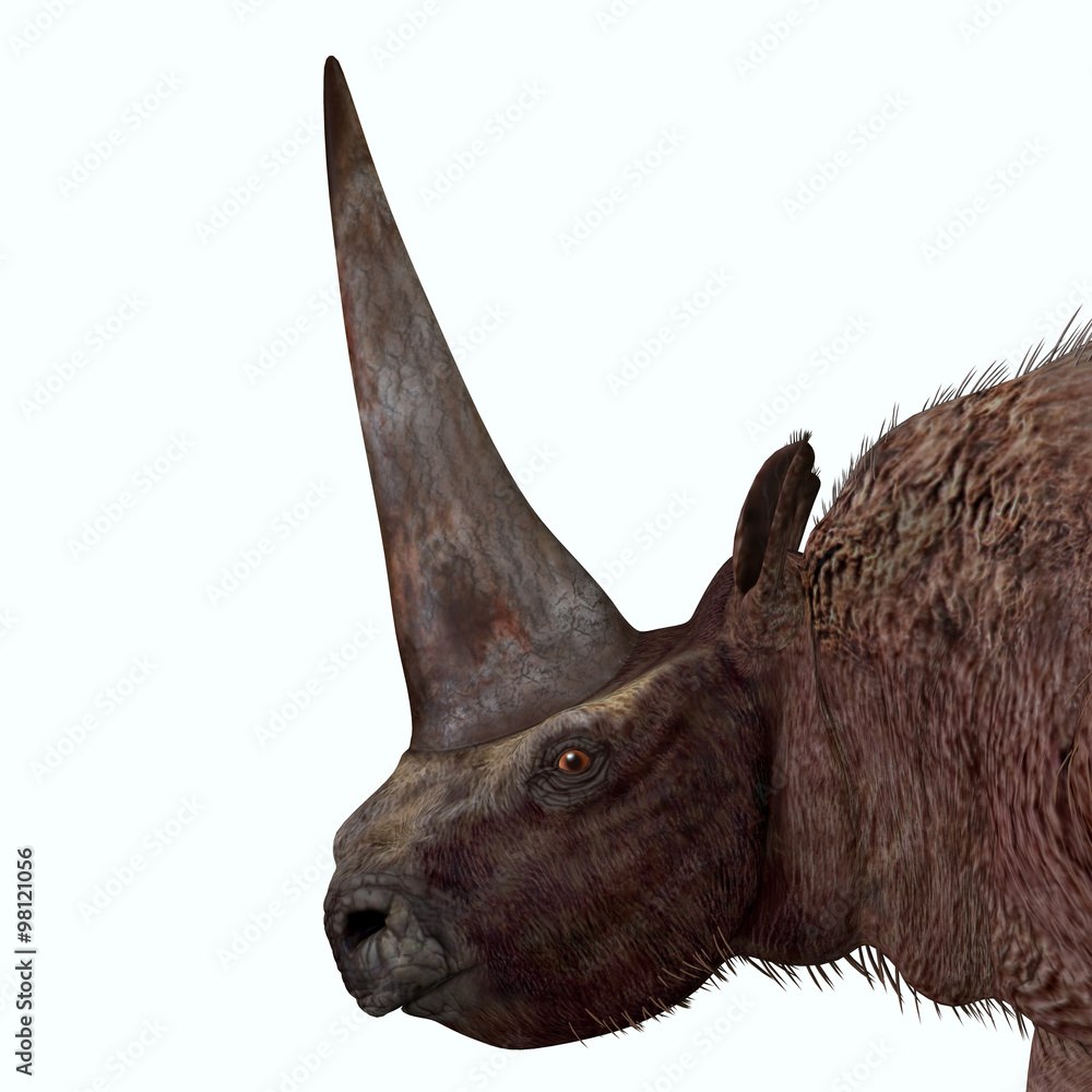 Fototapeta premium Elasmotherium Head - Elasmotherium is an extinct mammal that lived in the Pleistocene Period of Russia, Ukraine, and Moldova.