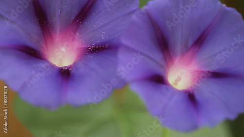 two purple morning glory flowers with white throats in midsummer photo