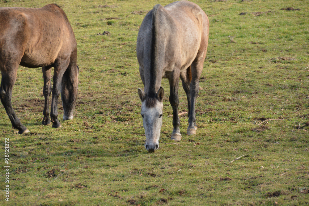 Obraz premium caballos pastando en un prado verde