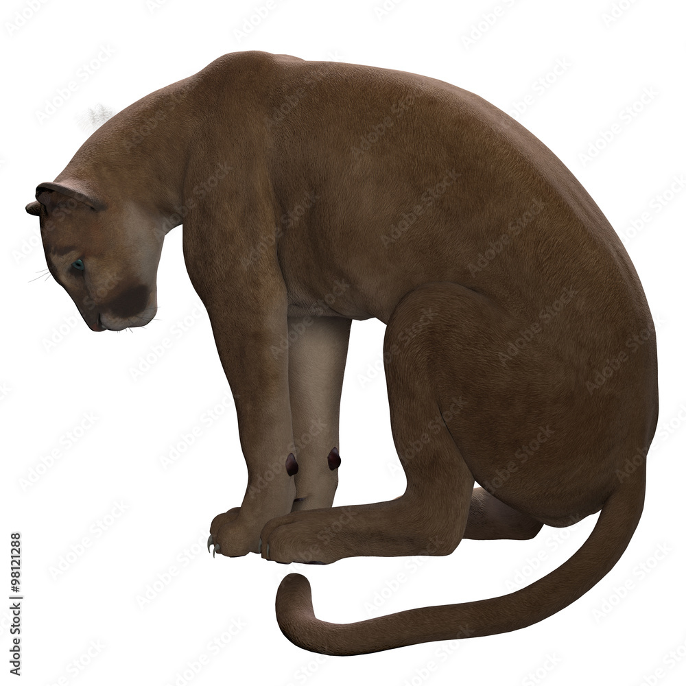 Puma Sitting - The Puma also called a Cougar or Mountain Lion is an ambush  predator and pursues a wide variety of prey. Stock Illustration | Adobe  Stock