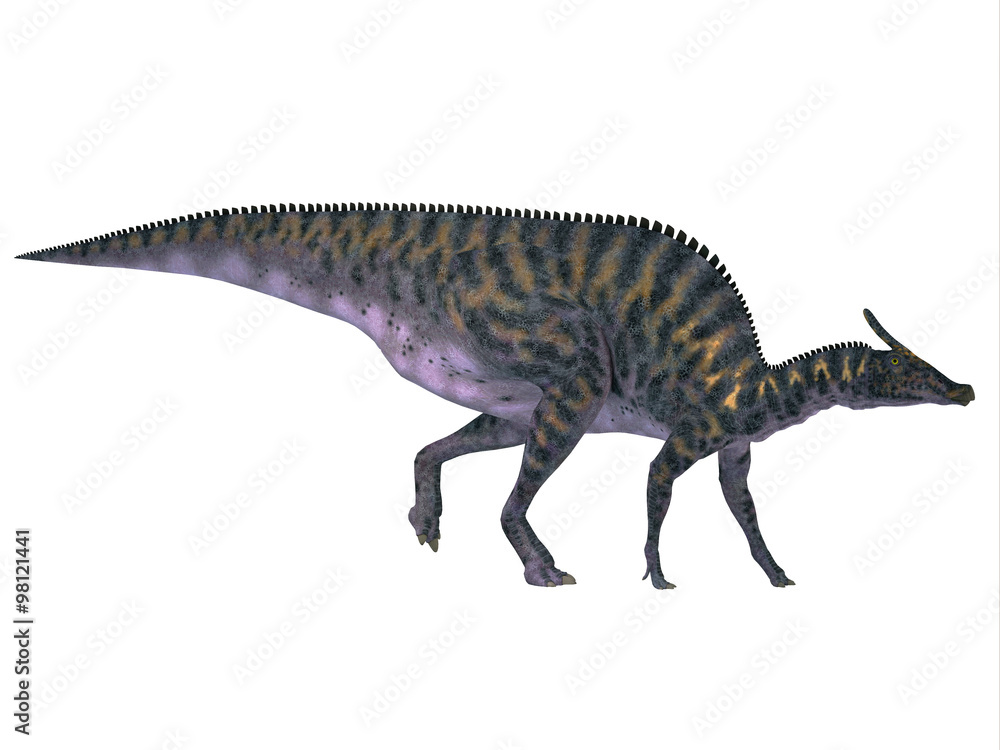 Saurolophus on White - Saurolophus was a Hadrosaur herbivorous dinosaur that lived in Mongolia, Asia in the Cretaceous Period. Saurolophus on White - Saurolophus was a Hadrosaur herbivorous dinosaur that lived in Mongolia, Asia in the Cretaceous Period.