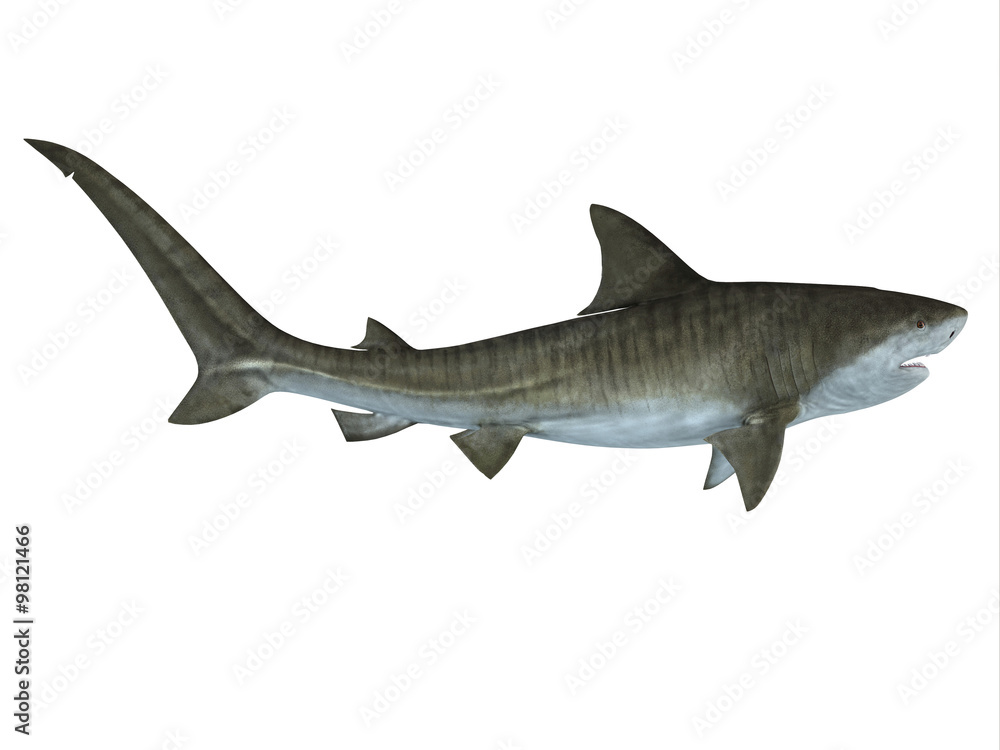 Obraz premium Tiger Shark Side View - The Tiger Shark is a large macro-predator which can attain a length of 5 meters or 16 feet and is found in tropical and temperate waters.