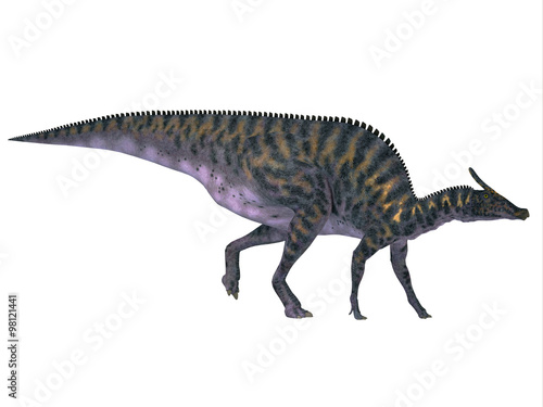 Saurolophus on White - Saurolophus was a Hadrosaur herbivorous dinosaur that lived in Mongolia, Asia in the Cretaceous Period. © Catmando