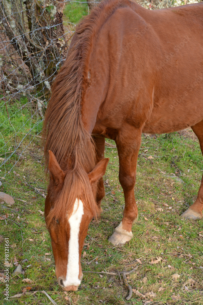 Fototapeta premium caballo pastando
