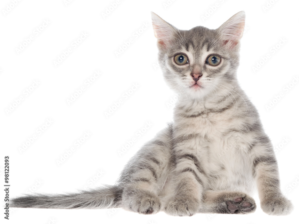 British shorthair tabby kitten sitting isolated