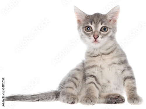 British shorthair tabby kitten sitting isolated
