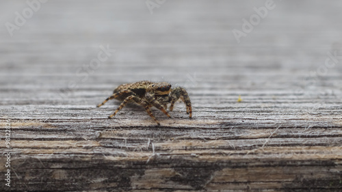 Jumping Spider © S.T.A.R.S