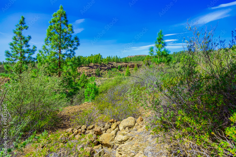 Fir Trees on Mountain Landscape