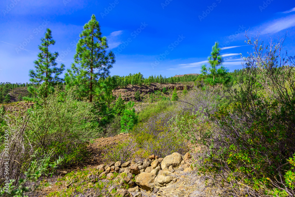 Fir Trees on Mountain Landscape