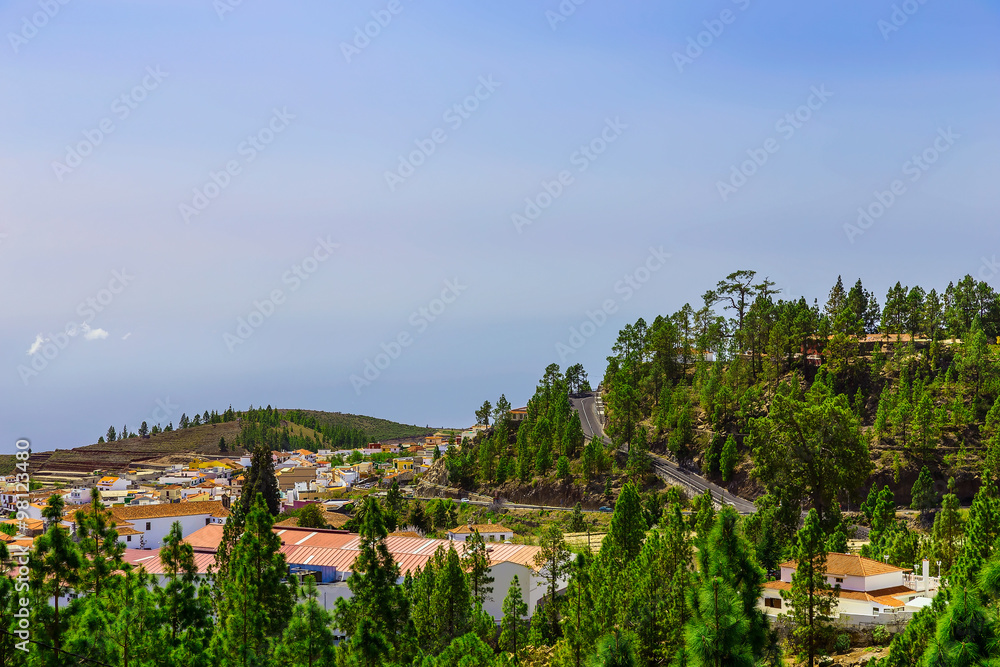 Obraz premium Fir Trees on Mountain Landscape