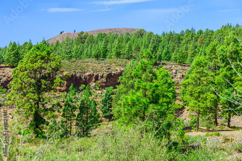 Fir Trees on Mountain Landscape