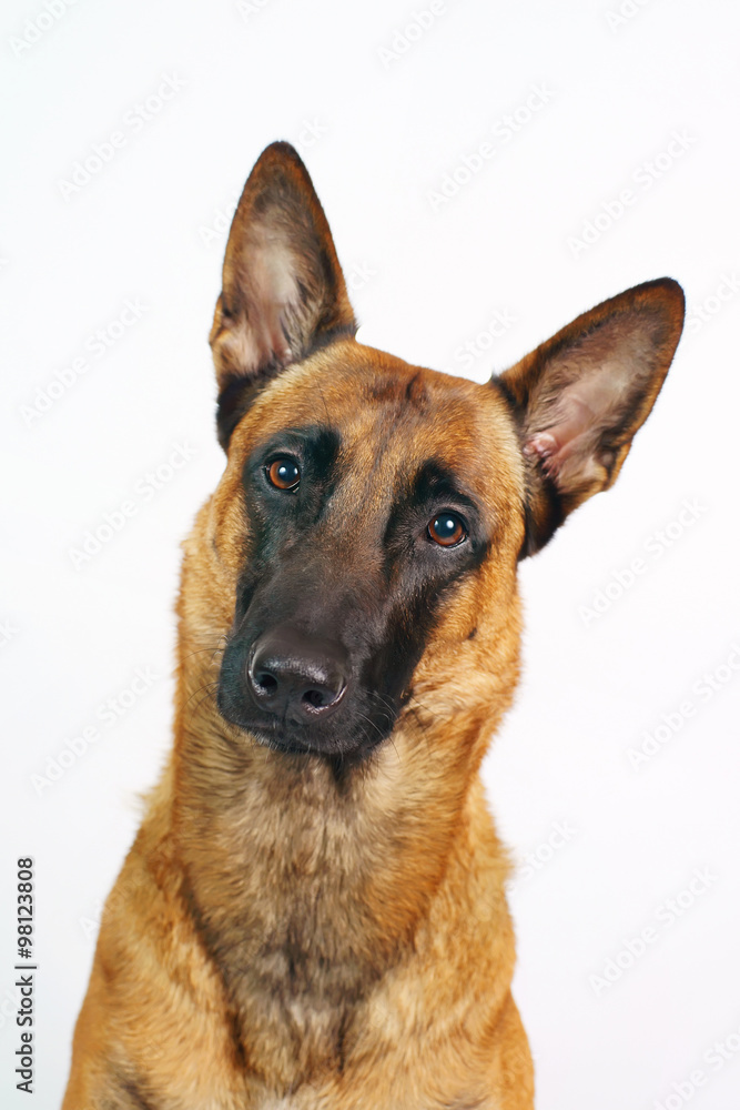 Portrait of an interested Belgian Shepherd dog Malinois on white background