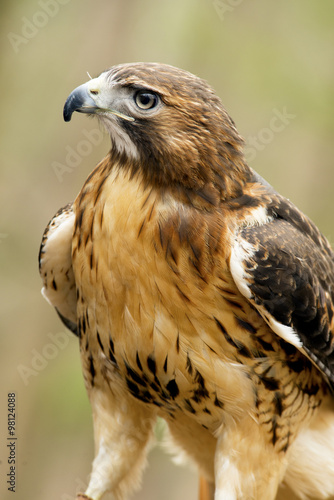 Vertical shot of Red Tailed Hawk with blurry background.