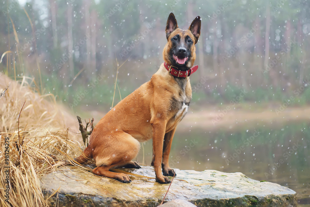 Belgian Shepherd dog Malinois sitting outdoors while snowing Belgian Shepherd dog Malinois sitting outdoors while snowing