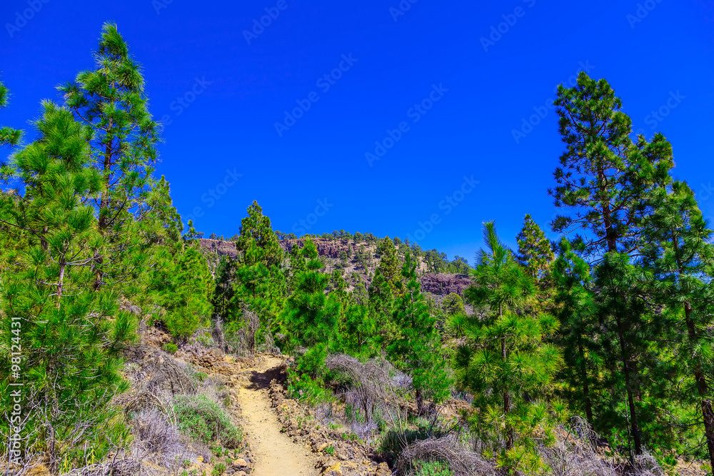 Fir Trees on Mountain Landscape