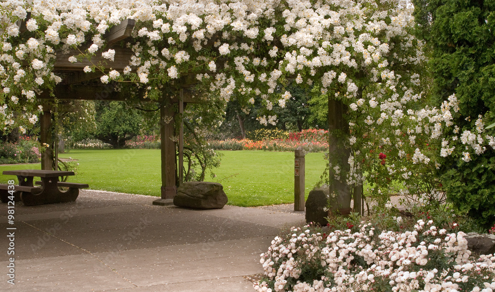 Fototapeta premium White Rose Arbor