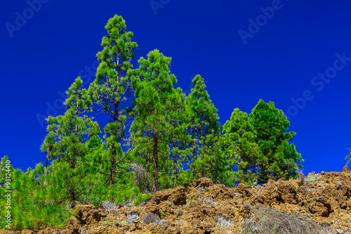 Fir Trees on Mountain Landscape