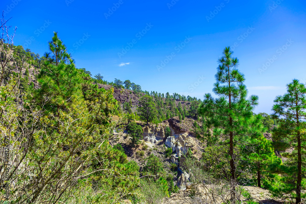 Fir Trees on Mountain Landscape Fir Trees on Mountain Landscape