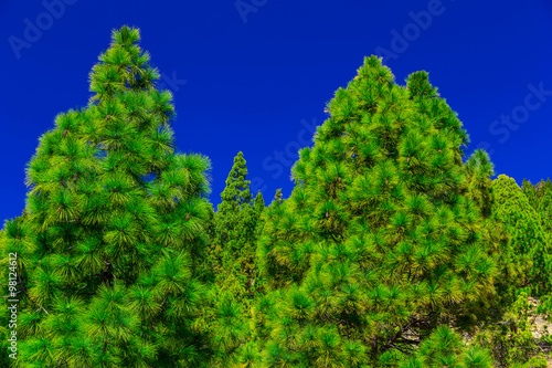 Fir Trees on Mountain Landscape © xmagics