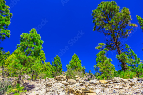 Fir Trees on Mountain Landscape