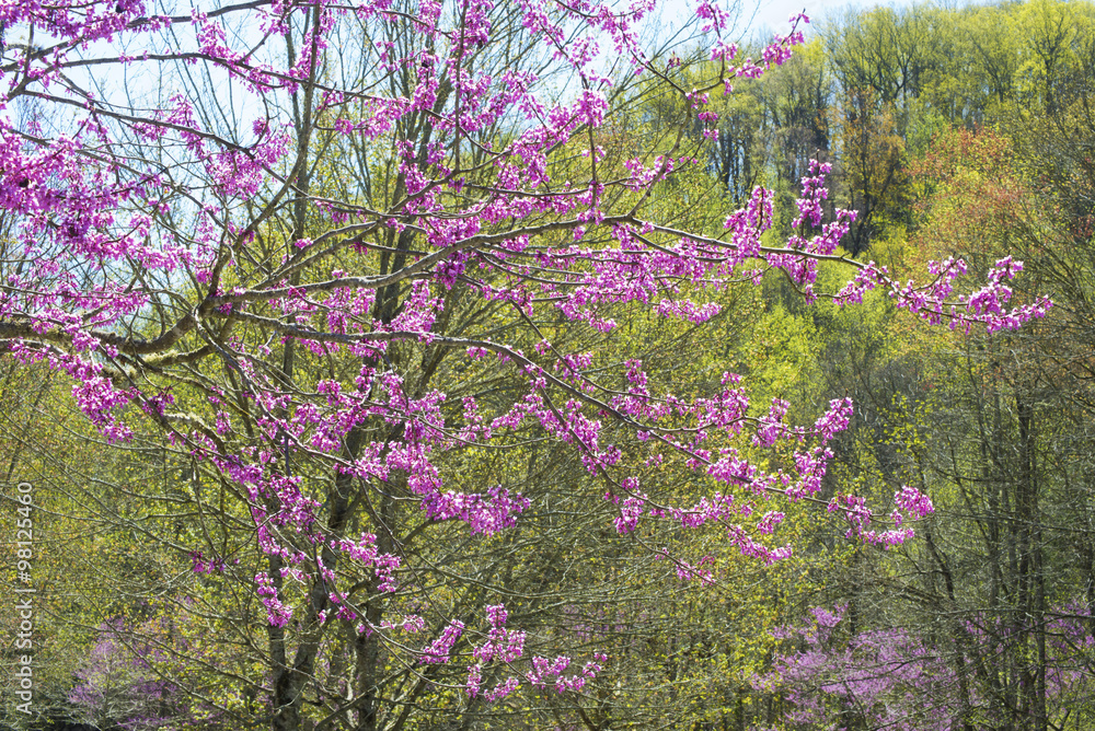 Redbud Tree blooming against a green forest. Redbud Tree blooming against a green forest.