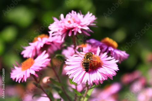 bee sits on the asters