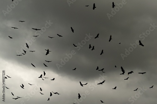 Black vultures circling in dark stormy sky with clouds