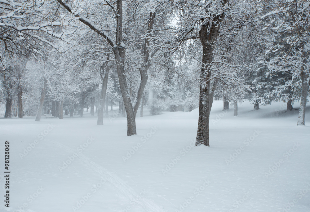 Snow Covered Forest. Snow Covered Forest.