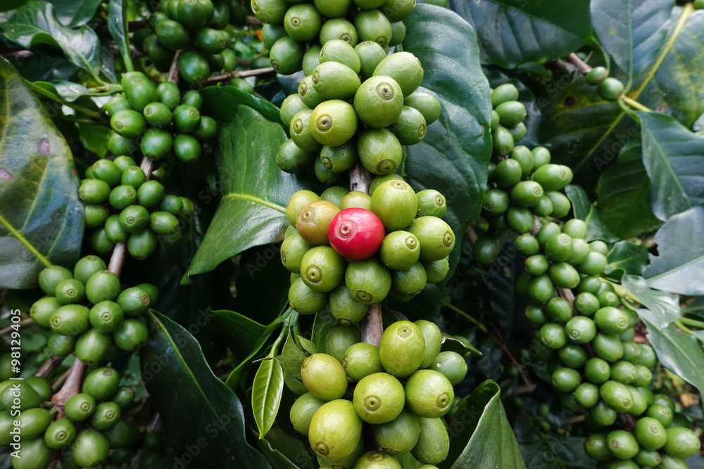 Green coffee beans on stem. Green coffee beans on stem.