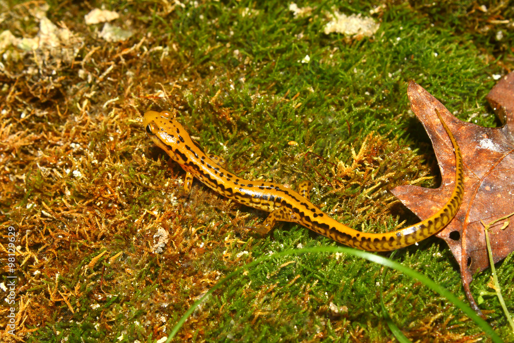 Fototapeta premium Longtailed Salamander in Mississippi